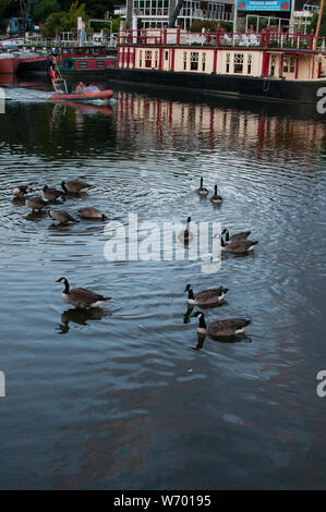 Enten und Boote an der Themse Twickenham Stockfoto