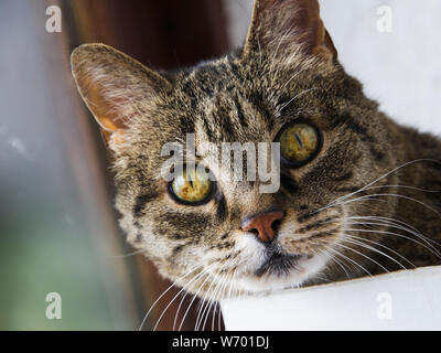 Close up Portrait von Katzen mit Fokus auf die Augen in die Kamera schaut Stockfoto