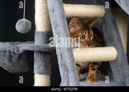 Schöne Bengal Katze spielen auf dem kratzbaum Stockfoto