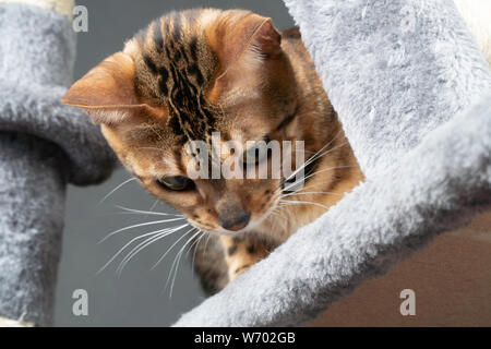 Schöne Bengal Katze spielen auf dem kratzbaum Stockfoto