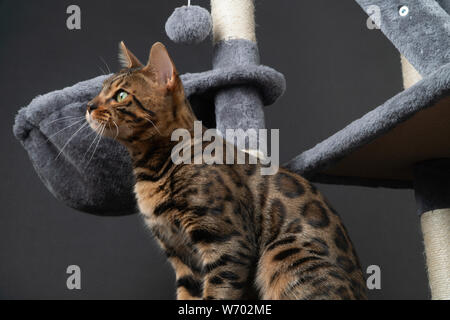 Schöne Bengal Katze spielen auf dem kratzbaum Stockfoto