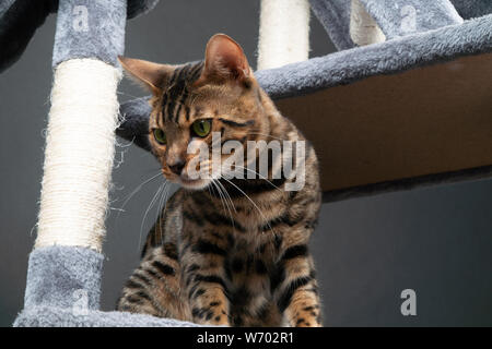 Schöne Bengal Katze spielen auf dem kratzbaum Stockfoto
