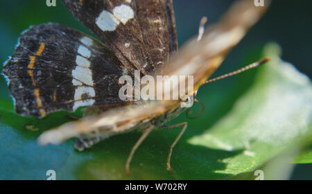 Nahaufnahme der Sommer Karte Schmetterling, Araschnia levana Stockfoto