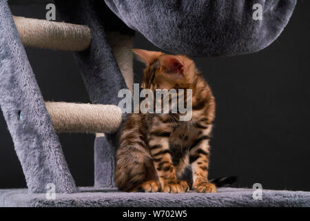 Schöne Bengal Katze spielen auf dem kratzbaum Stockfoto