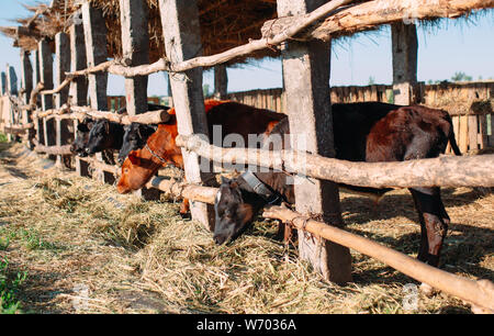 Landwirtschaft Industrie, Landwirtschaft und Tierhaltung Konzept. Kuhherde in Kuhstall auf Molkerei Stockfoto