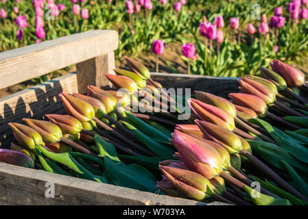 Tulpen in einer Box in Vorbereitung für den Verkauf gestapelt t Der Verbraucher im Skagit Valley des Staates Washington Stockfoto