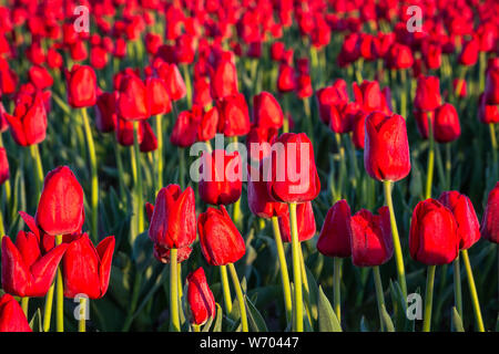 Feld von roten Tulpen, die in der frühen Morgensonne leuchten Im Skagit-Tal des Staates Washington Stockfoto