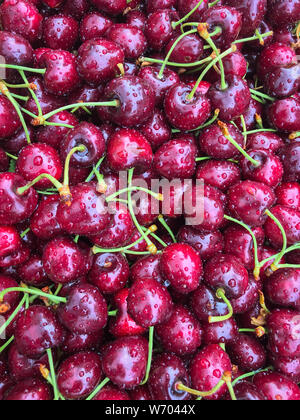 Frische nasse rote Kirschen und grüne Stiele Füllung Rahmen und Bereit zum Verkauf in Chelan County im Bundesstaat Washington Im Sommer Stockfoto