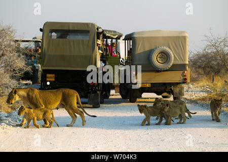 Touristen beobachten Löwen (Panthera leo) im Etosha National Park, Namibia Stockfoto