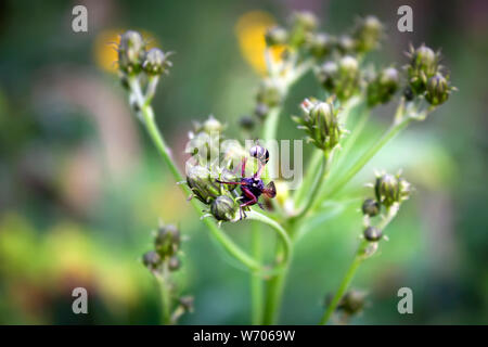 Von der Gattung graben Wespen Sphecidae, darunter mehr als 30 Tierarten. Stockfoto