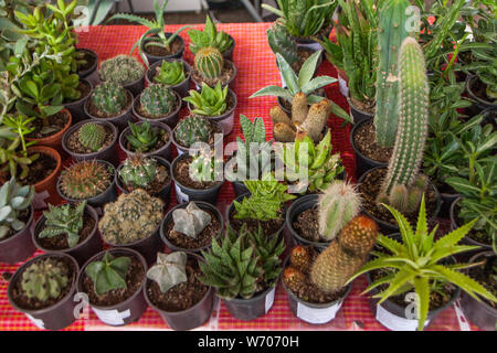 Verschiedene Kakteen in einem jar. Am stand zum Verkauf. 2019 Porcijunkulovo Stockfoto