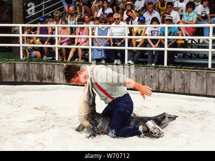 Alligator Wrestling ist eine Lieblingssendung in Gatorland, einem beliebten Familie zu sehen - lassen Sie touristische Attraktion seit 1949, ist die Heimat von mehr als 2.000 amerikanischen Alligatoren in der Nähe von Orlando, Florida, USA. Hier ein Young Professional gator Handler sitzt auf dem Rücken eines solche gefährlichen Reptilien und stellt Chin-chin mit dem Tier. Um dies zu tun, zuerst packt er die Backen des Reptils zusammen mit seinen beiden Händen und dann biegt der Gator Kopf zurück 90 Grad aus dem Boden. Weil das Tier verhindert zurück kämpfen, die Wrestler kann dann seine Hände Freigabe dieser Stunt zu vervollständigen. Stockfoto