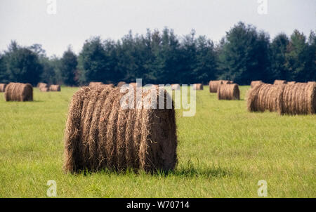 Gras, Heu, die geerntet wurde, getrocknet und dann gerollt und in runden Ballen gebunden Dots Grün Bauernhof Feld im nördlichen Florida, USA. Die meisten der Heu in Florida wird aus mehrjährigen Gräsern wie Bermuda Grass und Star Gras. Ein rundballen Heu kann von 600 bis 1.000 Pfund (272-454 kg), die je nach Dichte des Gras wiegen und wie viel die Rolle ist kondensiert durch die Pressen Maschine, bevor Sie gebunden zu sein. Stockfoto