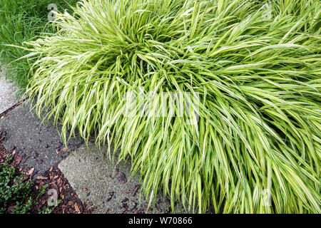 Grenze japanischen Wald Gras, Hakone, Gras an einem Garten Pfad wachsenden Stockfoto
