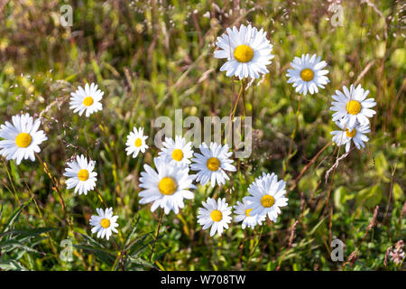 Daisy wachsen Blumen am Straßenrand auf der Insel Hailuoto, Finnland Stockfoto