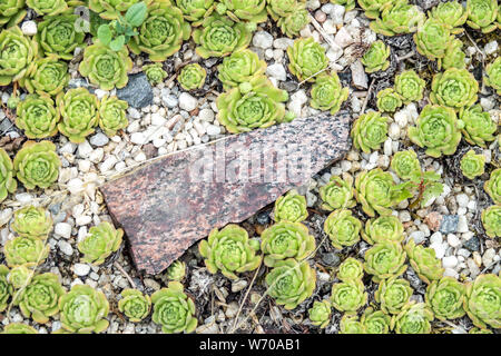 Hühner- und Kükenküken, kleine saftige Pflanzen, Stubenfüßer, Lebensvorwärter-Sempervivum in Steinbrüchen Stockfoto