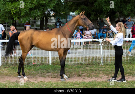 Porträt einer ACHALTEKKINER-teke Horse ahd-Trainer. Stockfoto