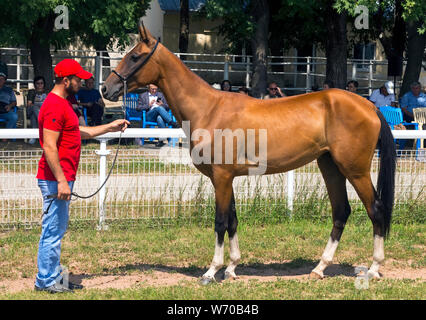 Porträt einer ACHALTEKKINER-teke Horse ahd-Trainer. Stockfoto