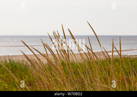 Der Weizen wächst an der Küste Wiese, Insel Hailuoto, Finnland Stockfoto