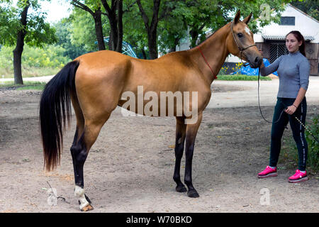 Porträt einer ACHALTEKKINER-teke Horse ahd-Trainer. Stockfoto