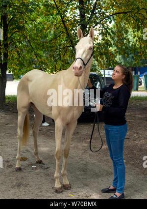 Porträt einer ACHALTEKKINER-teke Horse ahd-Trainer. Stockfoto