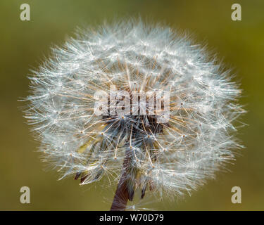 Makro eines Dorndaches mit seinen vielen flauschigen weißen Samen oder Früchten und ihren Pappi, die in der Sonne scheinen, bereit, bei der nächsten Windböe wegzublasen Stockfoto
