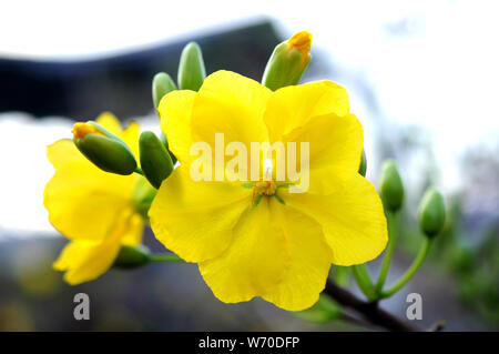 Mickey-Mouse-Pflanze (Blume im Frühling Viet Nam) Stockfoto