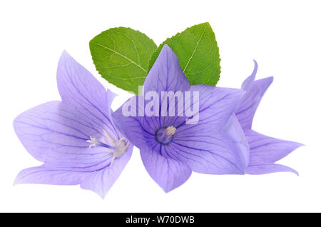 Drei Platycodon grandiflorus Blumen auf weißem Hintergrund Stockfoto