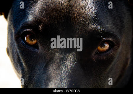 Close-up schwarzer Hund mit braunen Augen Stockfoto