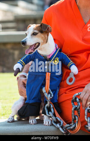 Sandy Springs, GA, USA - 22. September 2018: ein Jack Russell Terrier gekleidet wie ein Gefängniswärter ist verbunden mit seiner menschlichen Besitzer, gekleidet in einem orange Pri Stockfoto