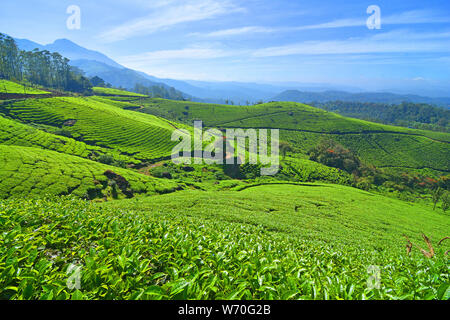 Tea Garden, Munnar, Kerala, Indien Stockfoto