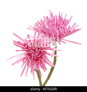 Pink spider Mom (Aster) Blüte auf weißem Hintergrund Stockfoto