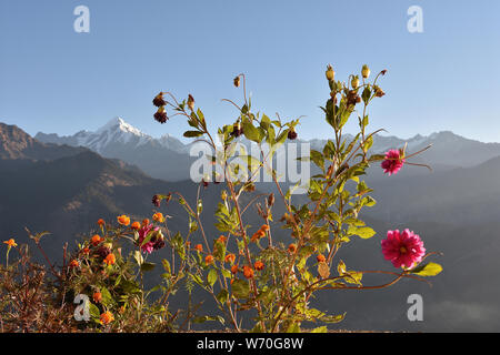 Nanda Devi Peak bei Sonnenaufgang, Chaukori, Uttarakhand, Indien Stockfoto