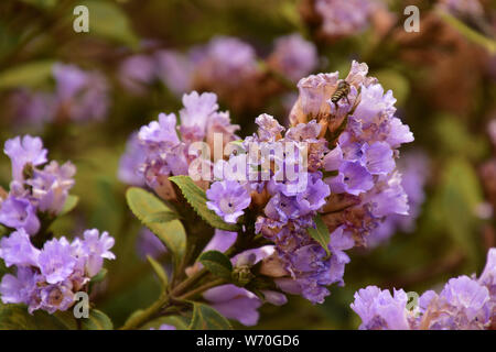 Nilgiri Thar und Nilakurinji Blumen, Eravikulam Nationalpark, Munnar, Kerala, Indien Stockfoto