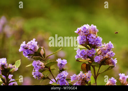 Nilgiri Thar und Nilakurinji Blumen, Eravikulam Nationalpark, Munnar, Kerala, Indien Stockfoto