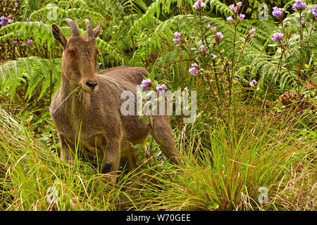 Nilgiri Thar und Nilakurinji Blumen, Eravikulam Nationalpark, Munnar, Kerala, Indien Stockfoto