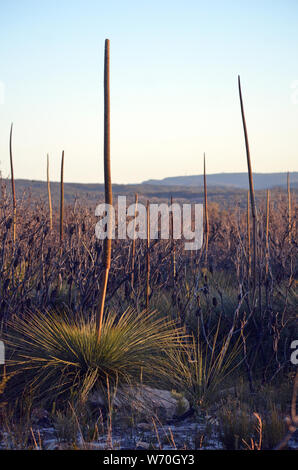 Australische Landschaft Szene von xanthorrhoea Gras Baum Blume Spitzen in der späten Nachmittagssonne wachsen in der Heide Regeneration nach einem Buschfeuer in der Königlichen Stockfoto