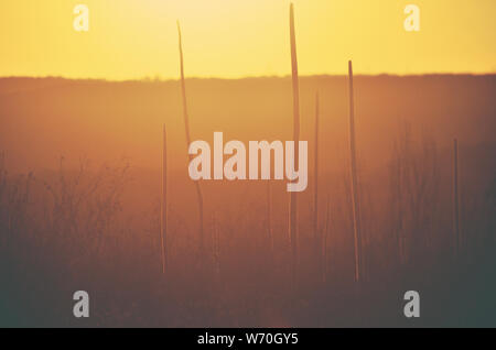 Australische Landschaft Szene der beleuchteten Silhouetten von xanthorrhoea Gras Baum Blume Spikes bei Sonnenuntergang wachsen in der Heide nach einem Buschfeuer in der Königlichen Na Stockfoto