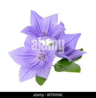 Drei Platycodon grandiflorus Blumen auf weißem Hintergrund Stockfoto