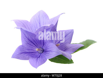 Drei Platycodon grandiflorus Blumen auf weißem Hintergrund Stockfoto