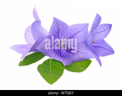 Drei Platycodon grandiflorus Blumen auf weißem Hintergrund Stockfoto