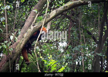 Red Panda im Baum in Chengdu, China Stockfoto