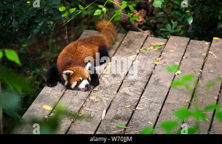 Panda Baby in Chengdu City in China Stockfoto