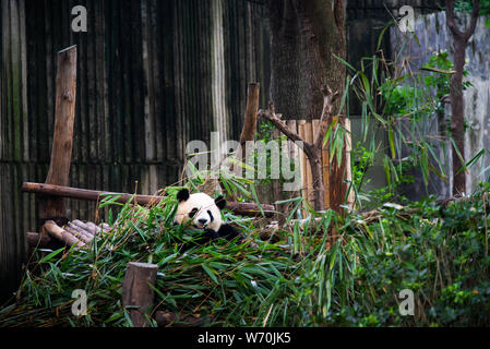 Baby Panda in einem Haufen von Bambus in Chengdu, China essen Stockfoto