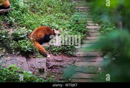 Panda Baby füttern im Freien in Chengdu City in China Stockfoto