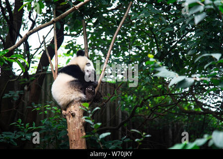 Baby Panda auf einem Baum in Chengdu, China sitzen Stockfoto