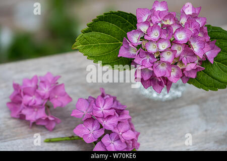Hydrangea in Kristall vase single Blüten auf Holz- Hintergrund Stockfoto