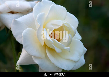 Sydney, Australien, in der Nähe der weißen Rose Stockfoto