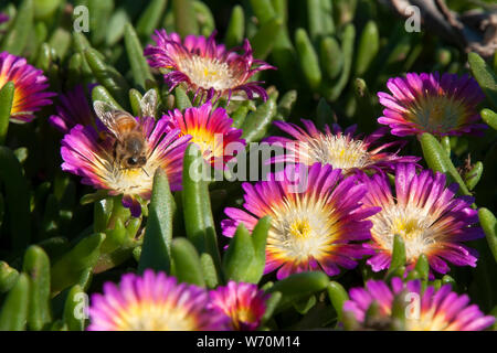 Sydney Australien, Biene auf einer magenta und gelb Blumen einer Delosperma nubigenum oder ice-Werk Stockfoto