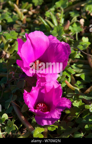 Sydney Australien, helles Magenta Blüte portulak Anlage Stockfoto